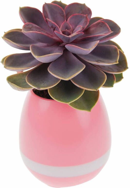 United Entertainment Oplaadbare Led Bloempot Met Bluetooth Speaker Roze